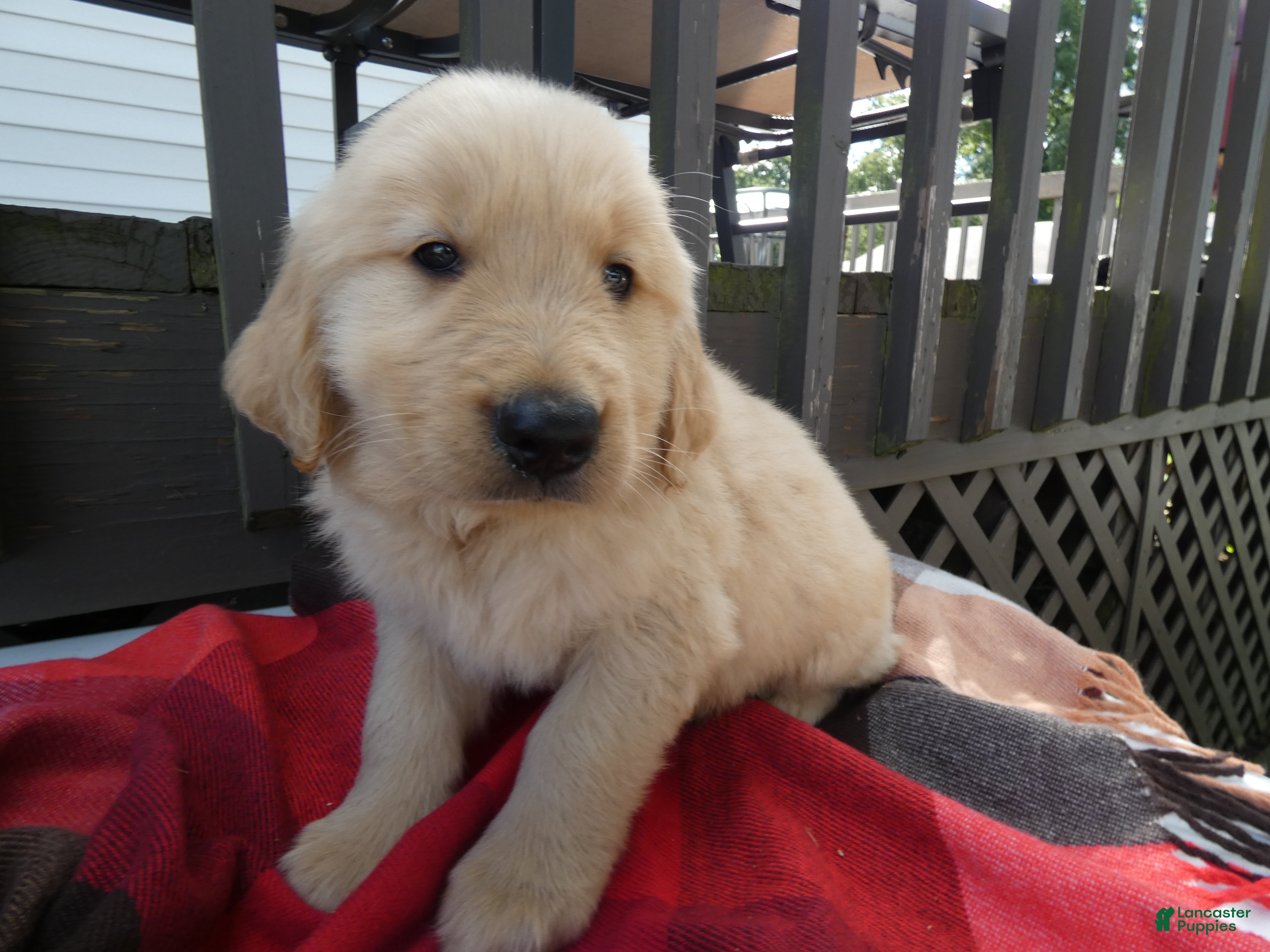 Golden Retriever dogs Golden Retriever 4 Murphy - Ad 24