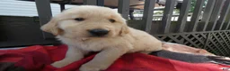 Golden Retriever dogs for sale: Golden Retriever 4 Murphy - Ad 1