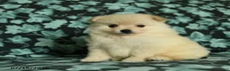 Pomeranian dogs for sale: Felicity - Ad 3
