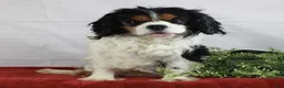 Cavalier King Charles Spaniel dogs for sale: Cavalier King Charles Spaniel 2 - Ad 8