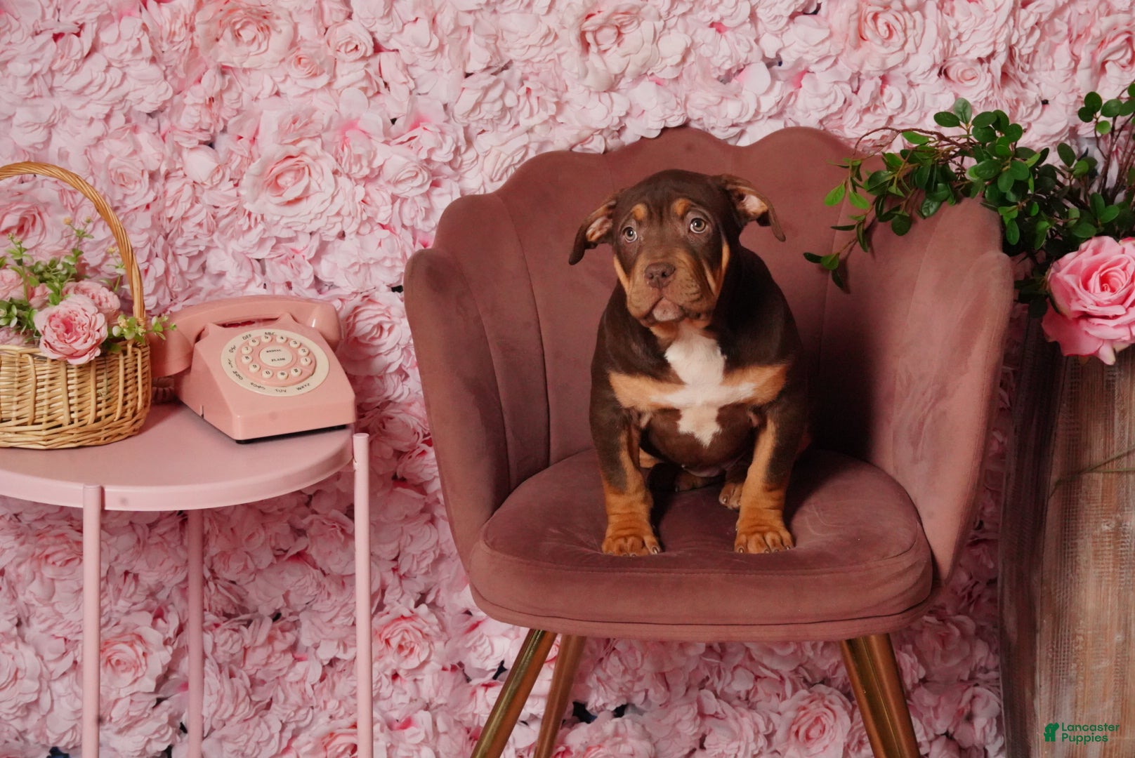 American Bully dogs Floppy - Ad 1