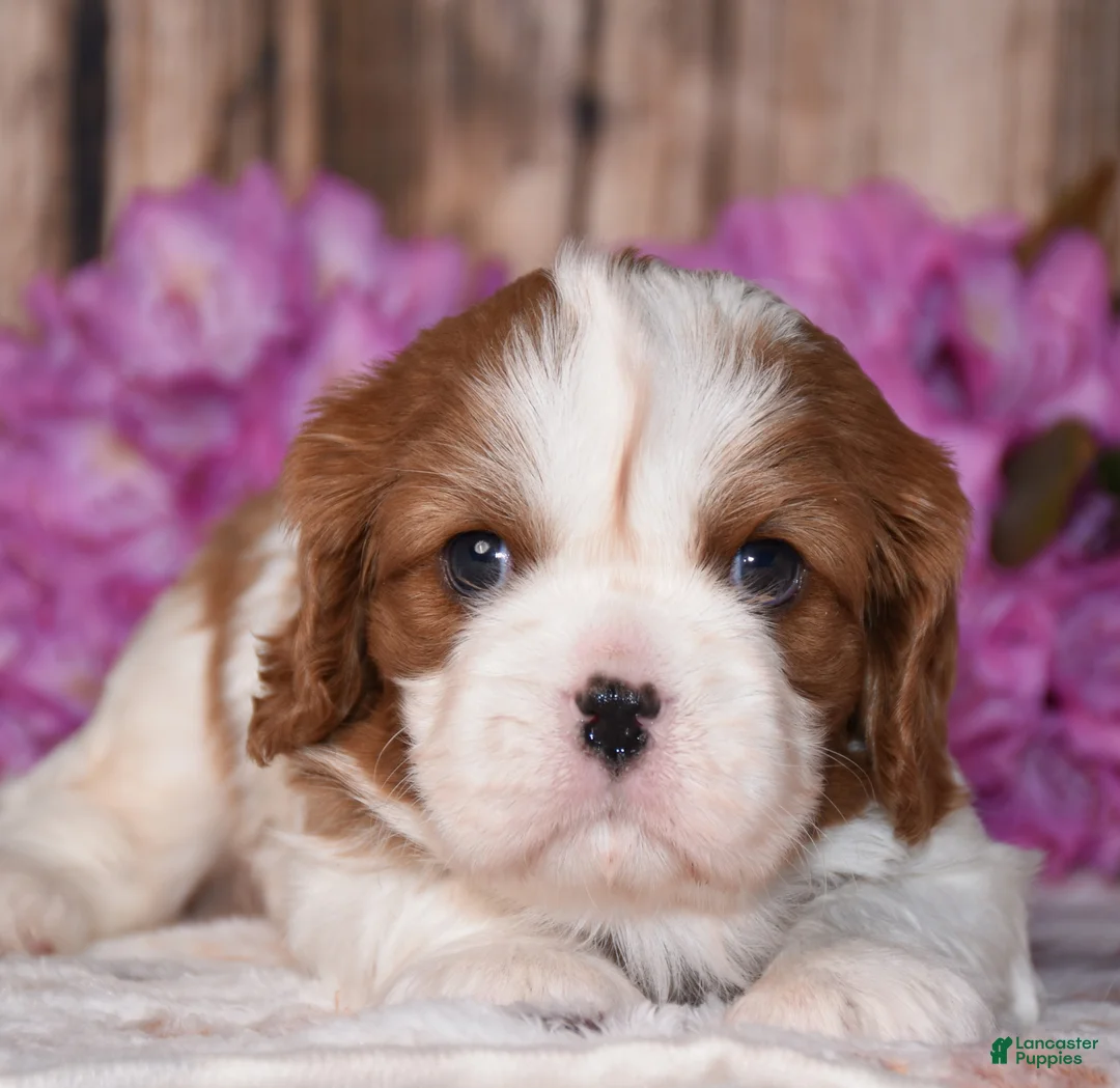 Cavalier King Charles Spaniel dogs for sale: Bronx - Ad 2