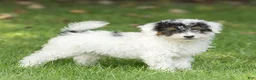 Miniature Poodle dogs for sale: Sparky Miniature Poodle  - Ad 5