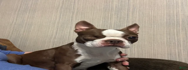 Amelia