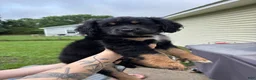 Mixed Breed dogs for sale: Bruce - Ad 9