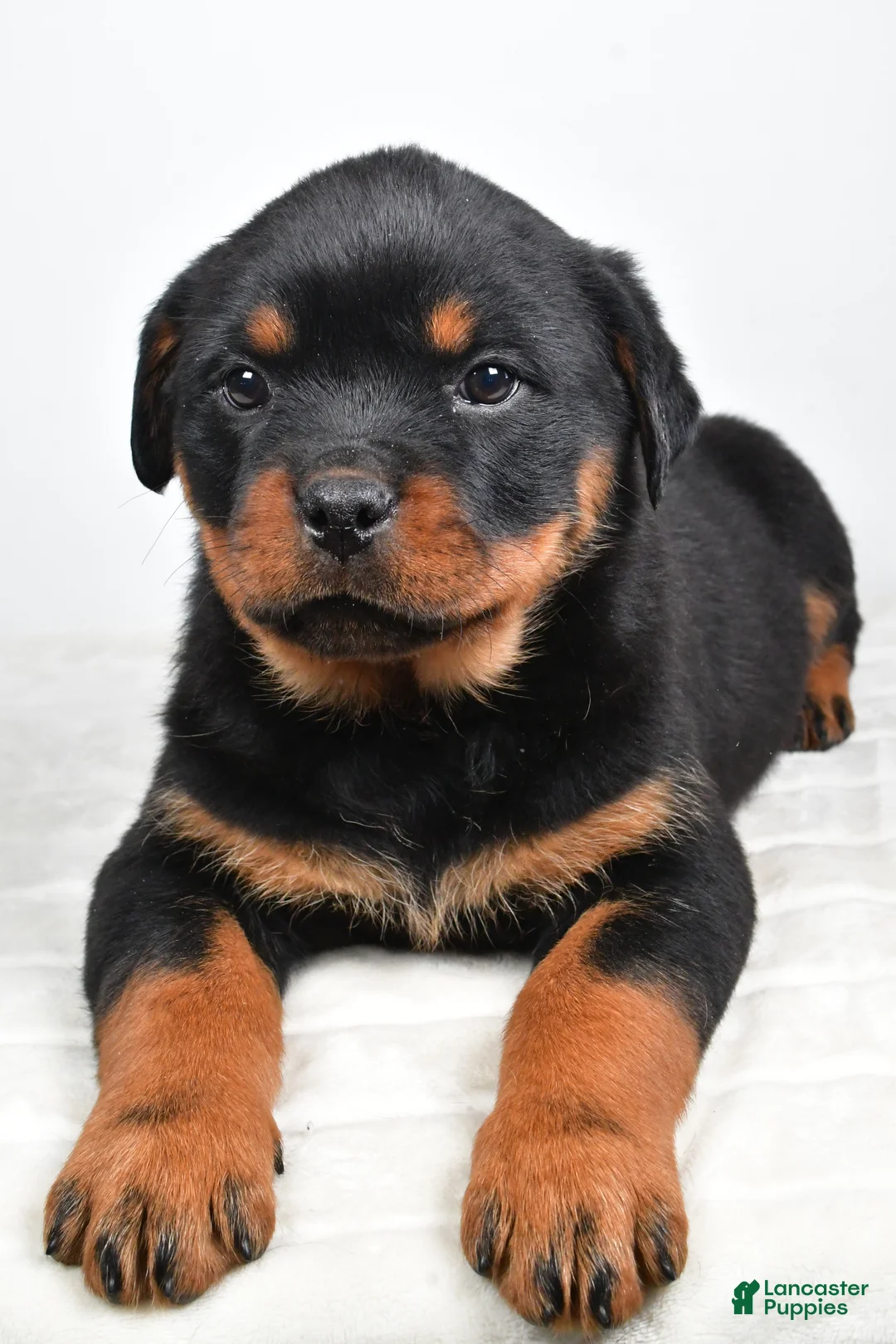 Rottweiler dogs for sale: Penny - Ad 6