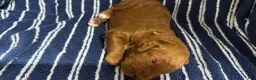 Goldendoodle dogs for sale: 🧡 Mr. Orange - Ad 2