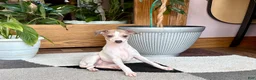 Italian Greyhound dogs for sale: Italian Greyhound female 3 white and fawn  - Ad 8