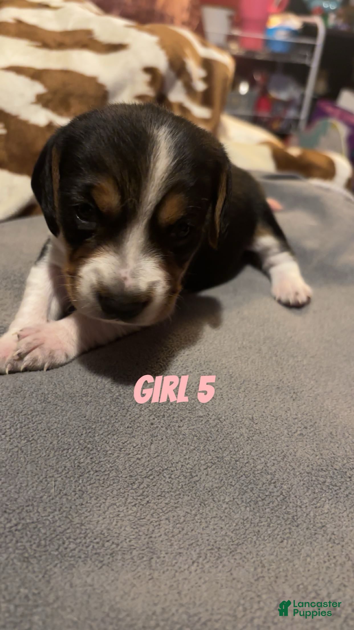 Beagle dogs Beagle 7 - Ad 38