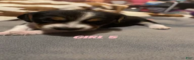 Beagle 7