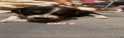 Beagle dogs for sale: Beagle 7 - Ad 1