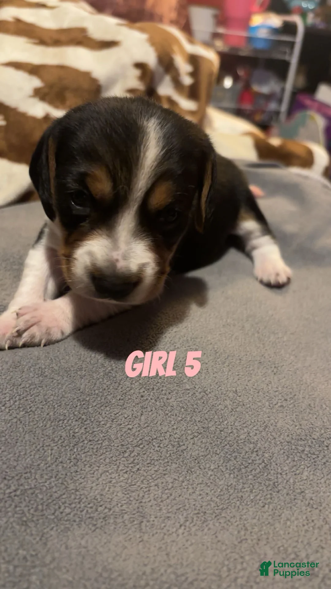 Beagle dogs for sale: Beagle 7 - Ad 1