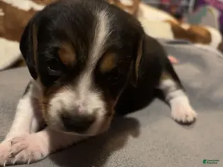Beagle dogs Beagle 7 - Ad 39