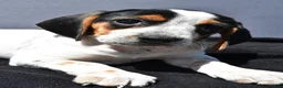 Beagle dogs for sale: Regina - Ad 7