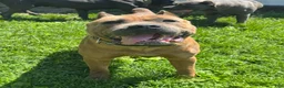 Cane Corso dogs for stud: CEASAR - Ad 3