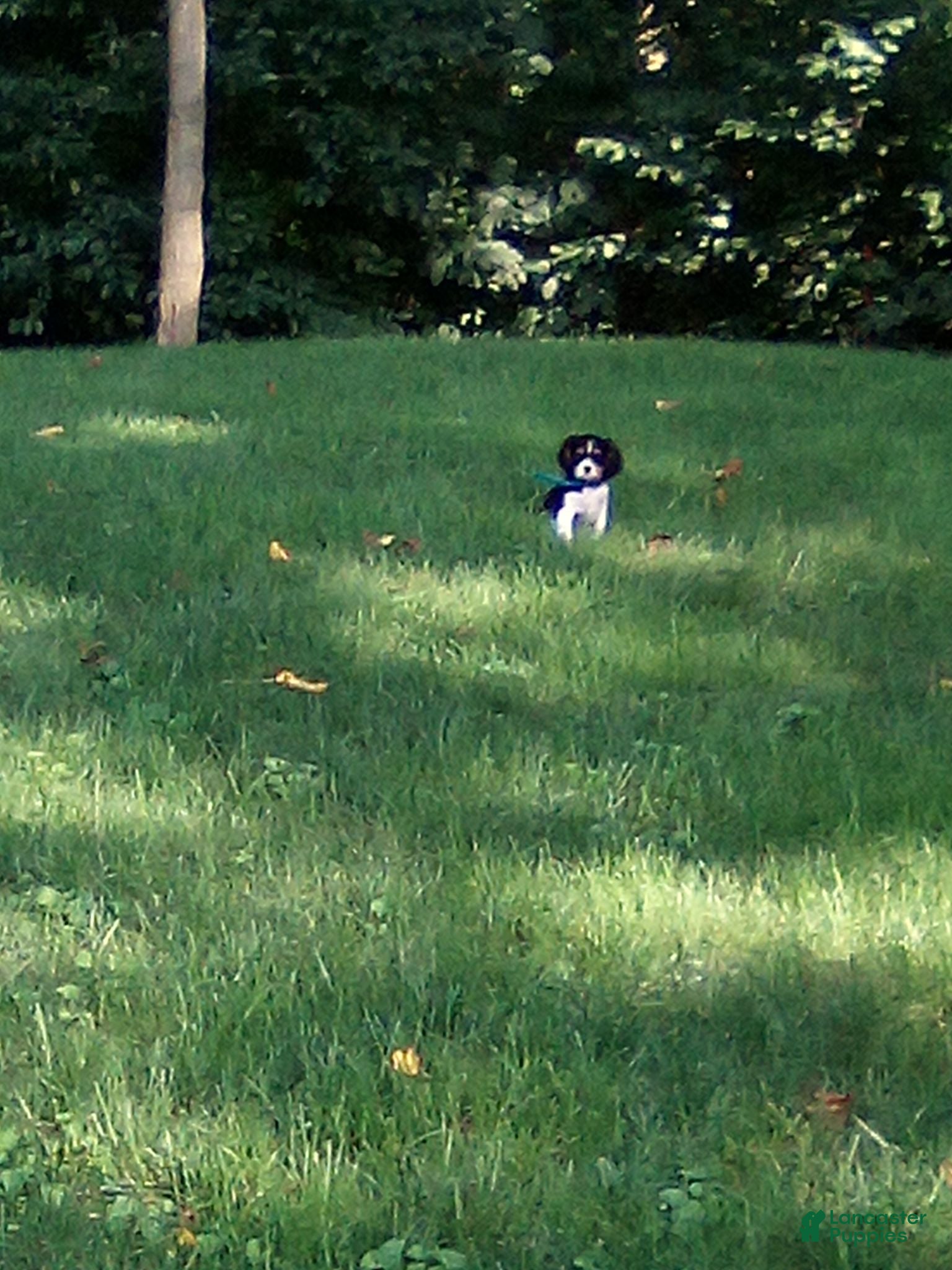 Cavalier King Charles Spaniel dogs ARLO - STUNNING, OUTGOING CAVALIER! - Ad 2