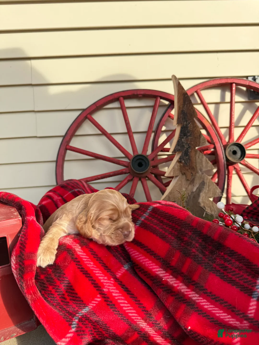 Cocker Spaniel dogs for sale: Arthur - Ad 2