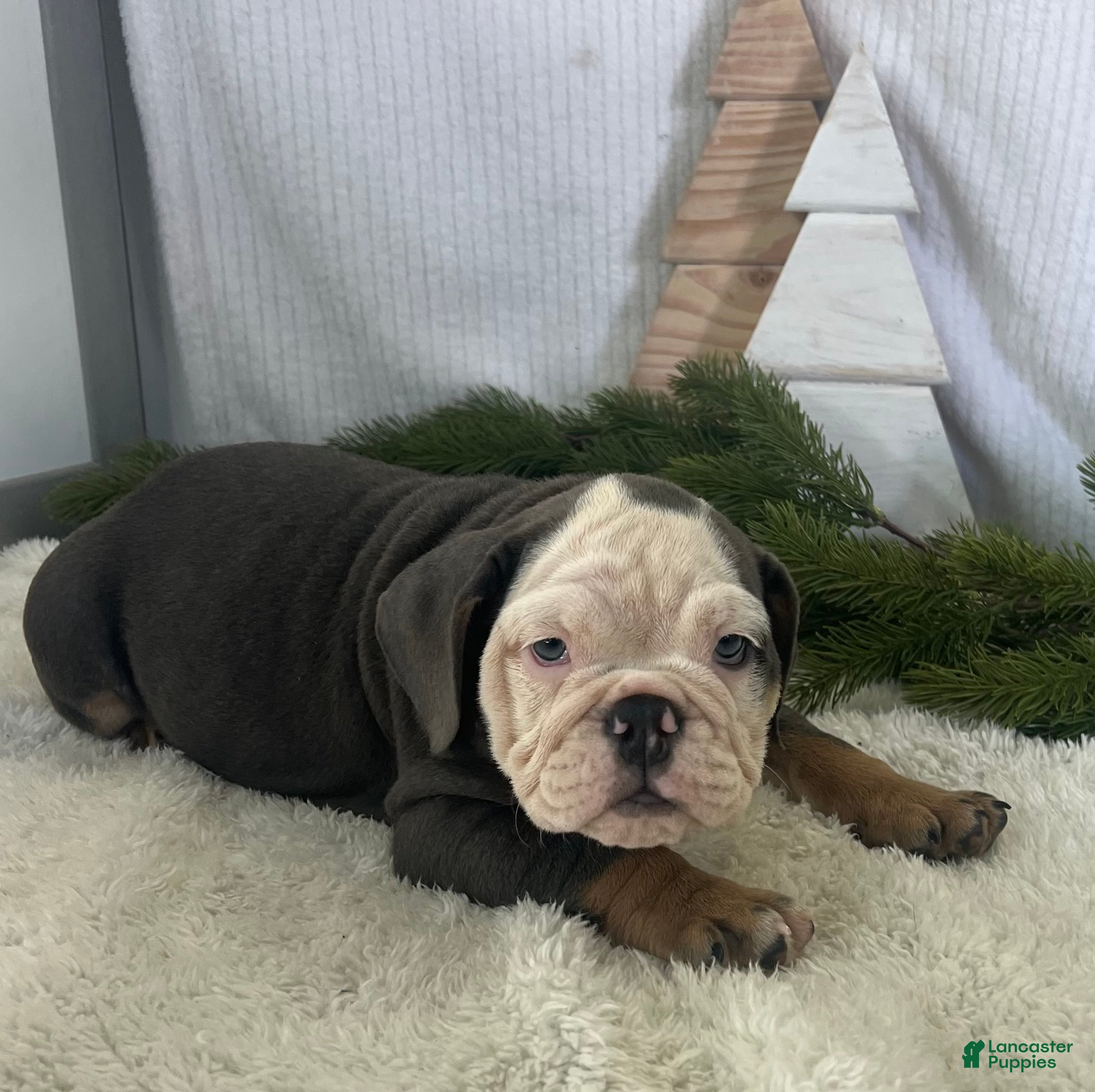English Bulldog dogs Lindsay - Ad 33