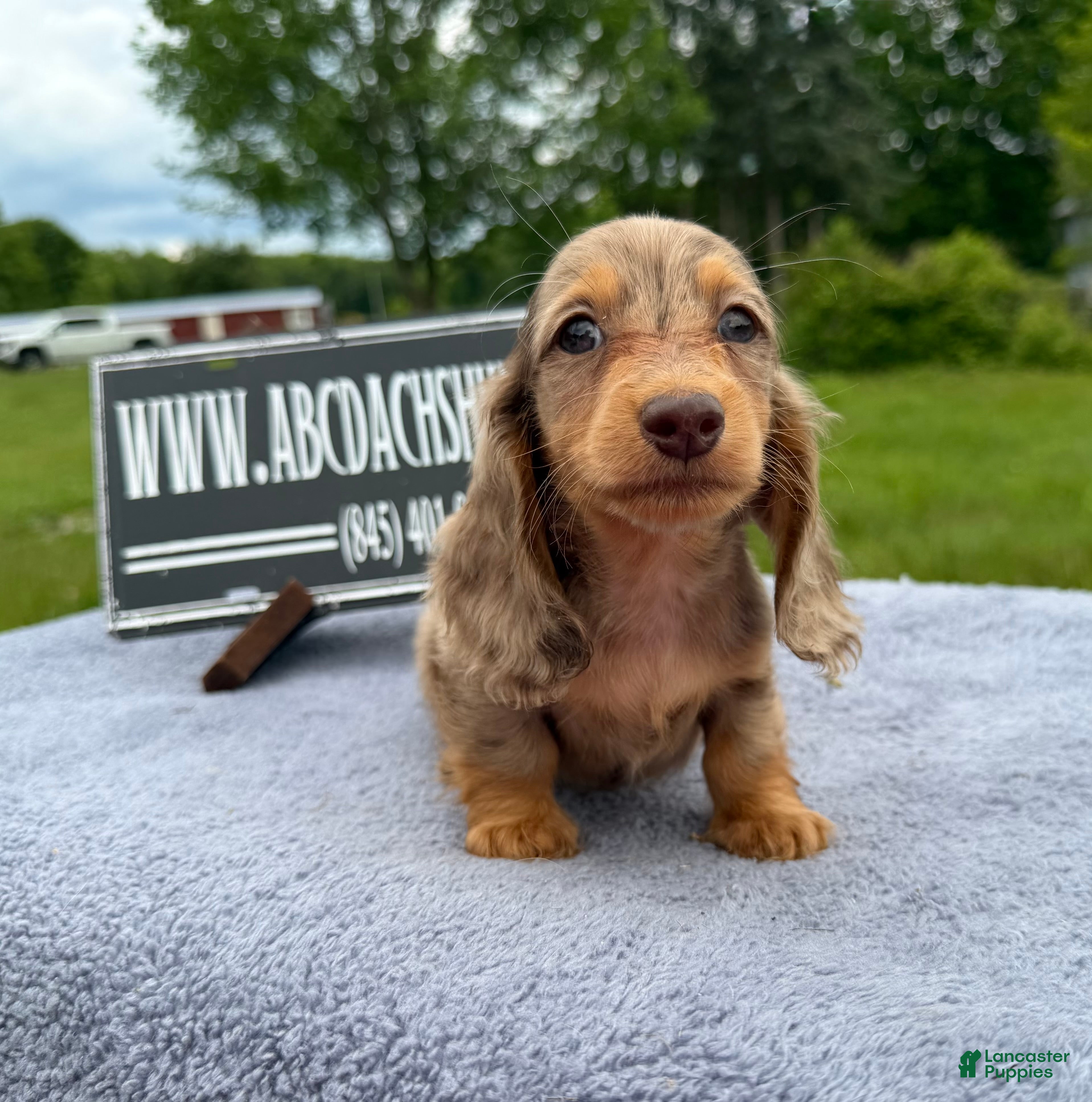 Miniature Dachshund dogs Miniature Dachshund Puppy 4 - Ad 41