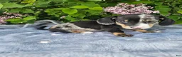 Dachshund dogs for sale: Rusty - Ad 9