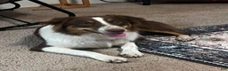 Australian Shepherd dogs for sale: Australian Shepherd 2  - Ad 2