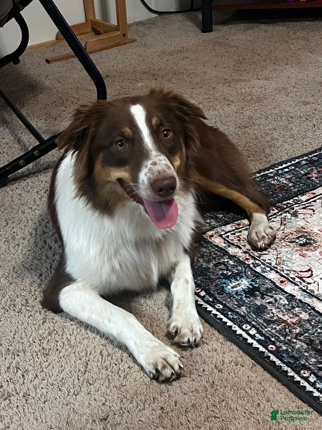 Australian Shepherd dogs for sale: Australian Shepherd 2  - Ad 2