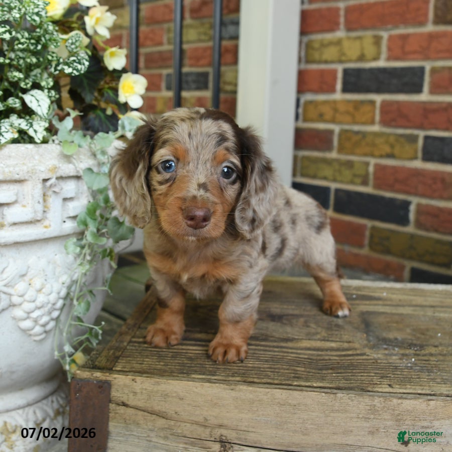 Miniature Dachshund dogs Rocky Road - Ad 2