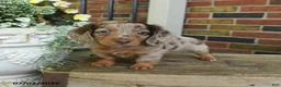 Miniature Dachshund dogs for sale: Rocky Road - Ad 2