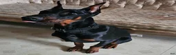 Doberman Pinscher dogs for sale: Doberman Pinscher Puppy 1 - Ad 5