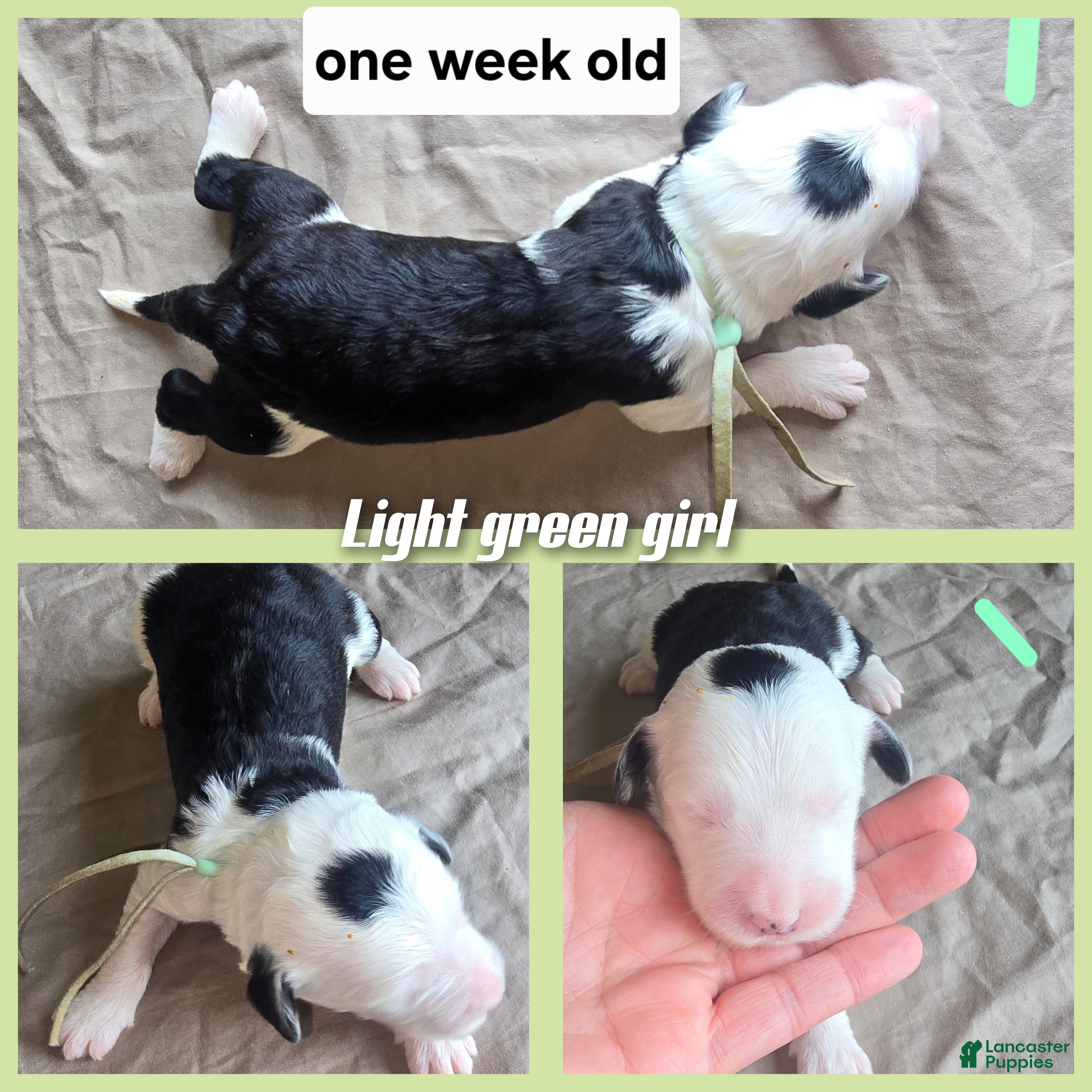 Sheepadoodle dogs Violet-mint green collar - Ad 29