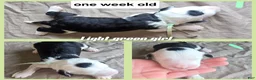 Sheepadoodle dogs for sale: Violet-mint green collar - Ad 5