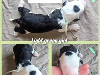 Sheepadoodle dogs Violet-mint green collar - Ad 29