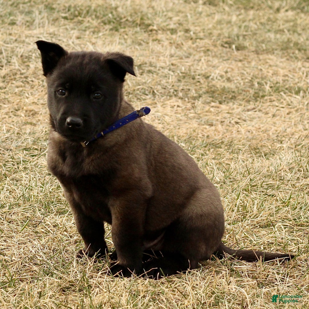 Belgian Malinois dogs for sale: Alex  - Ad 6