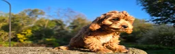 Cavapoo dogs for sale: Zach - Ad 4