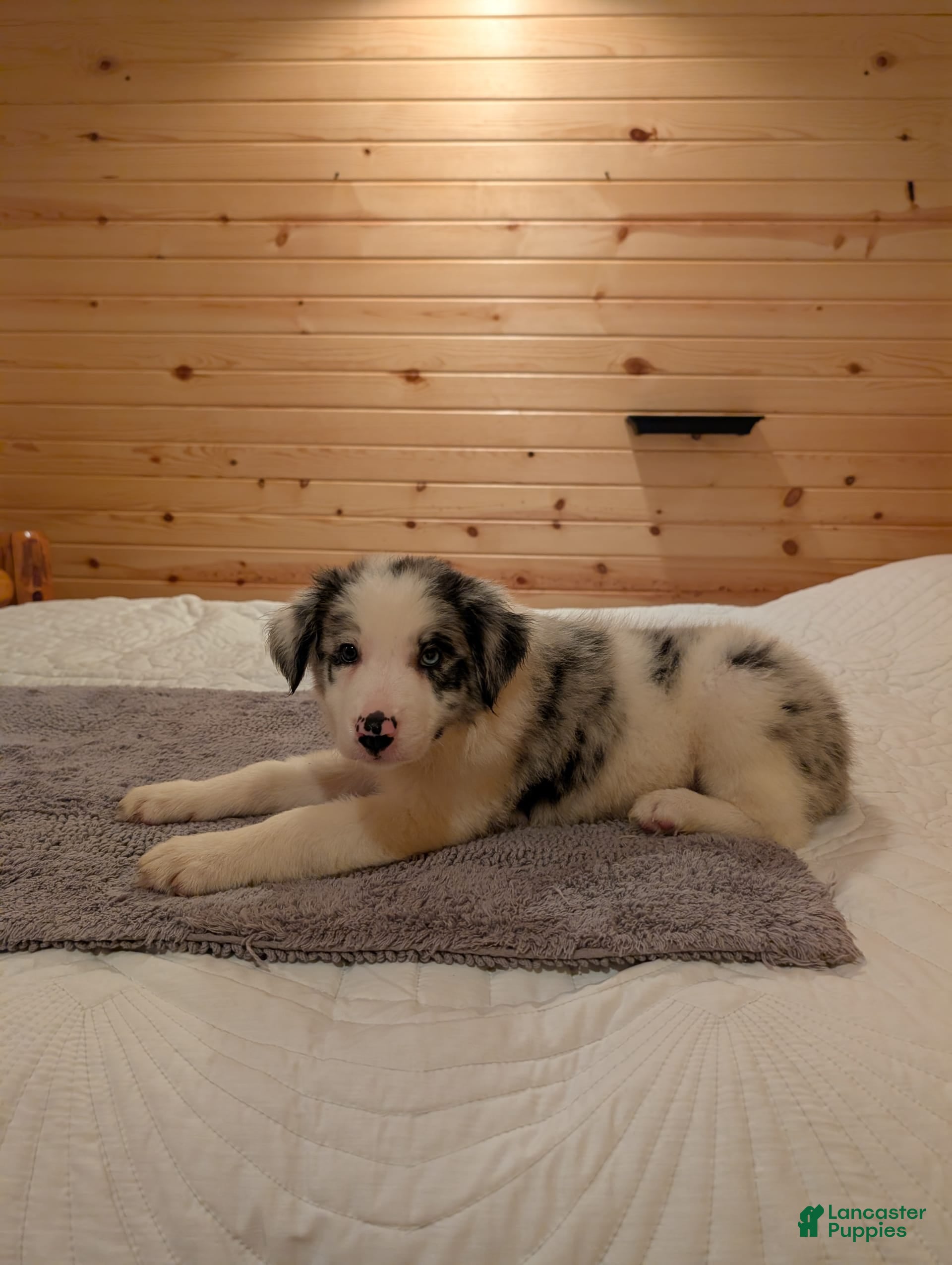 Border Collie dogs Blue Boy - Ad 9
