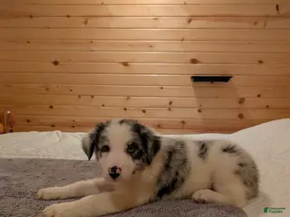 Border Collie dogs Blue Boy - Ad 7