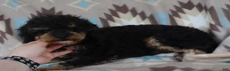 Toy Poodle dogs for sale: Double T apricot male - Ad 10