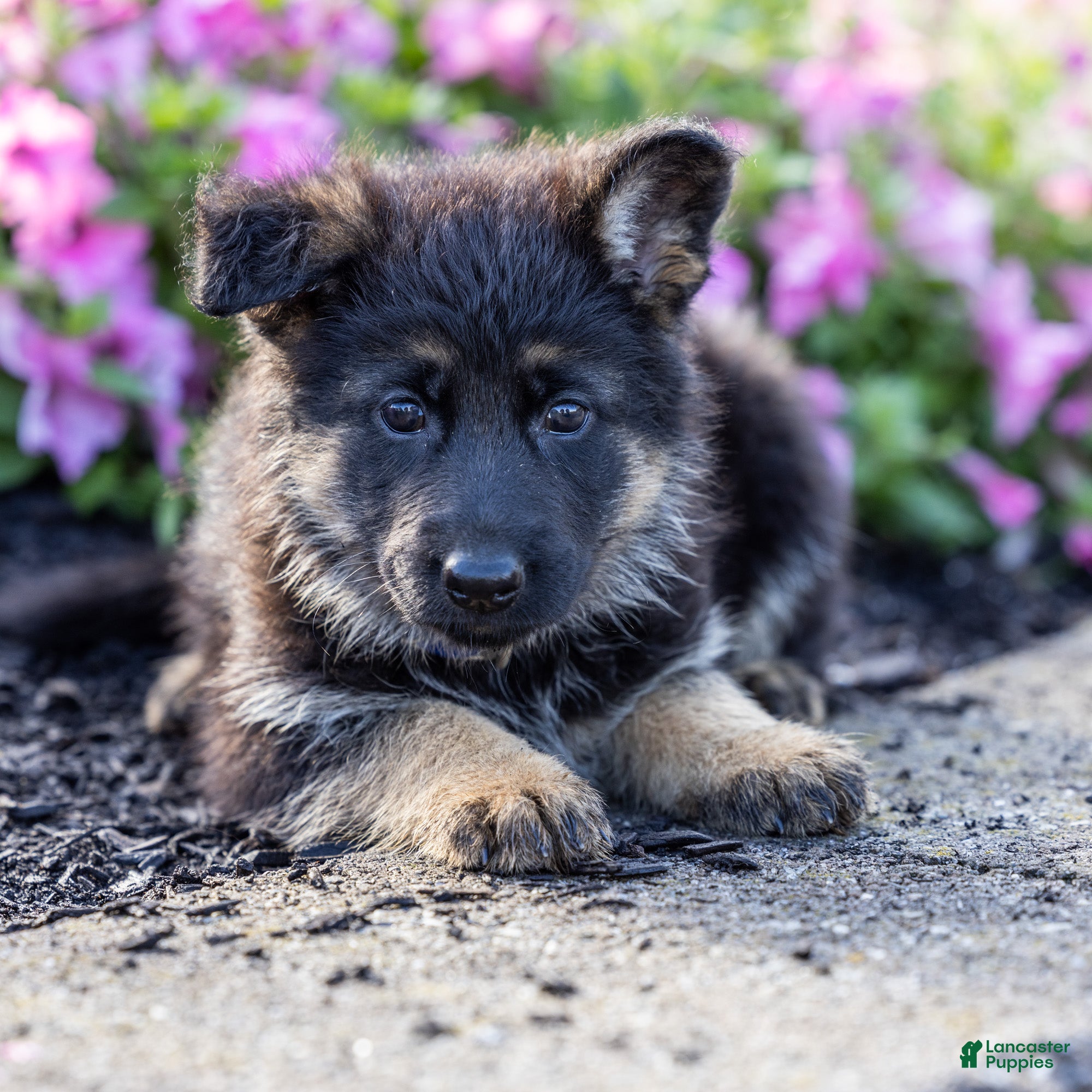 German Shepherd dogs Bess - Ad 1