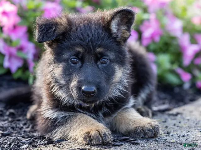 German Shepherd dogs for sale: Bess - Ad 1