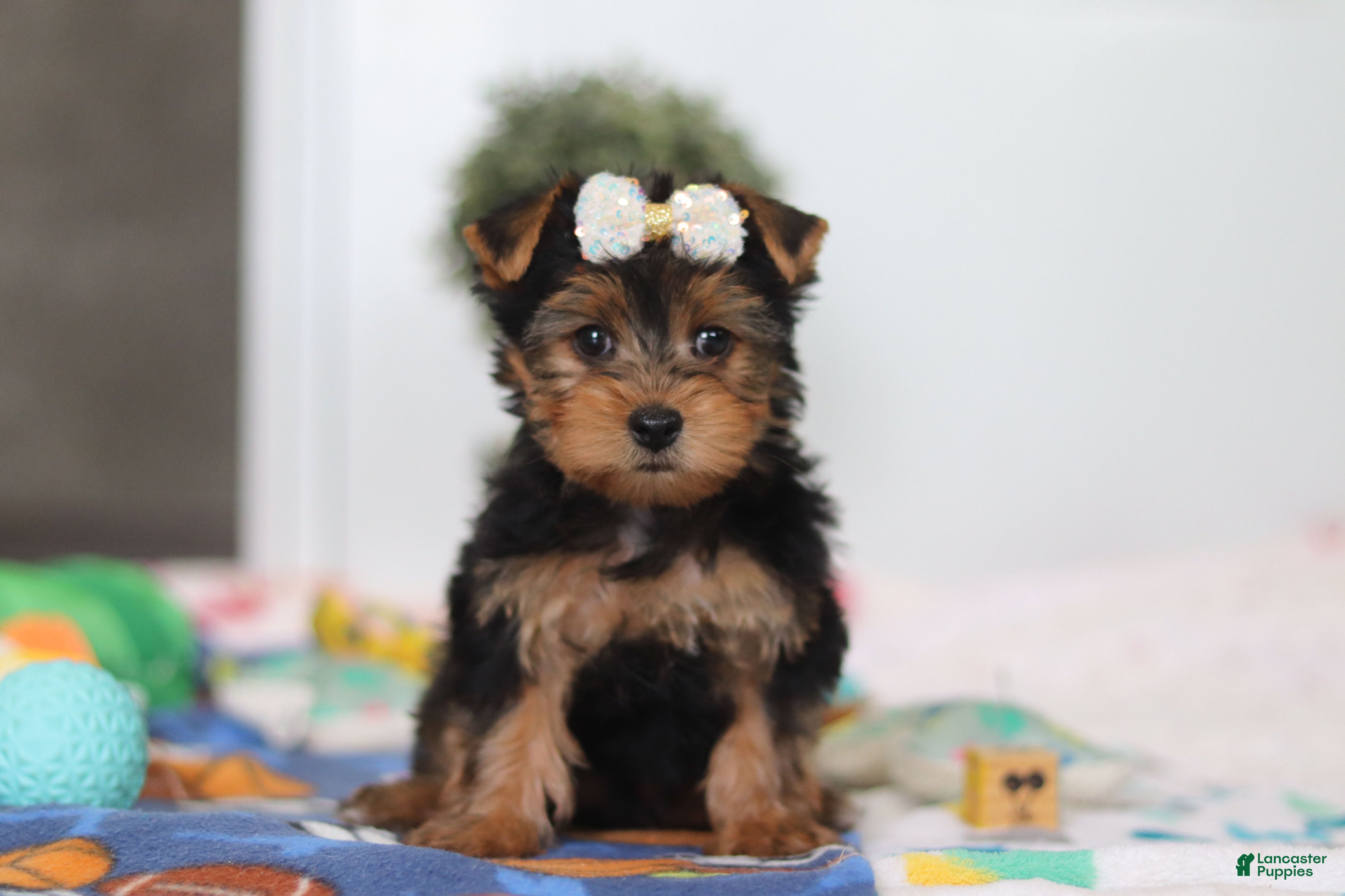 Yorkshire Terrier dogs Cora - Ad 1