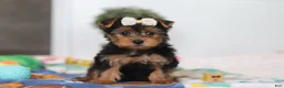 Yorkshire Terrier dogs for sale: Cora - Ad 1