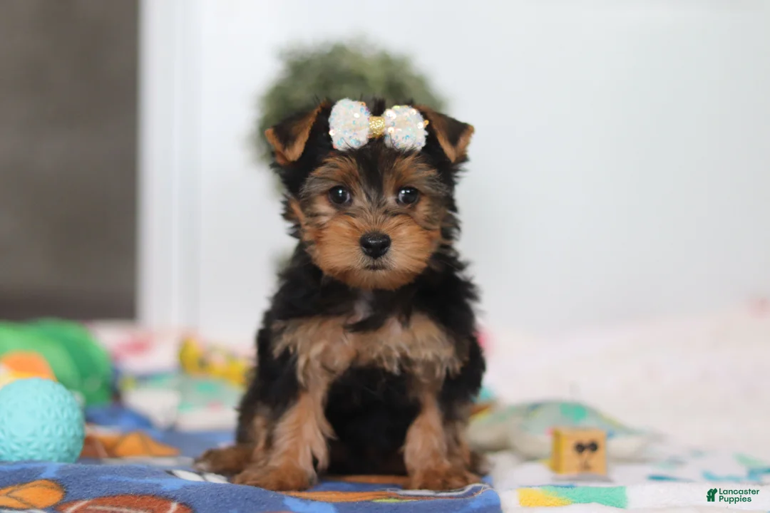 Yorkshire Terrier dogs for sale: Cora - Ad 1