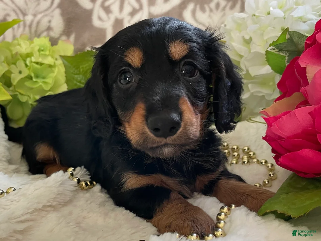 Miniature Dachshund dogs for sale: Kenzi - Ad 1