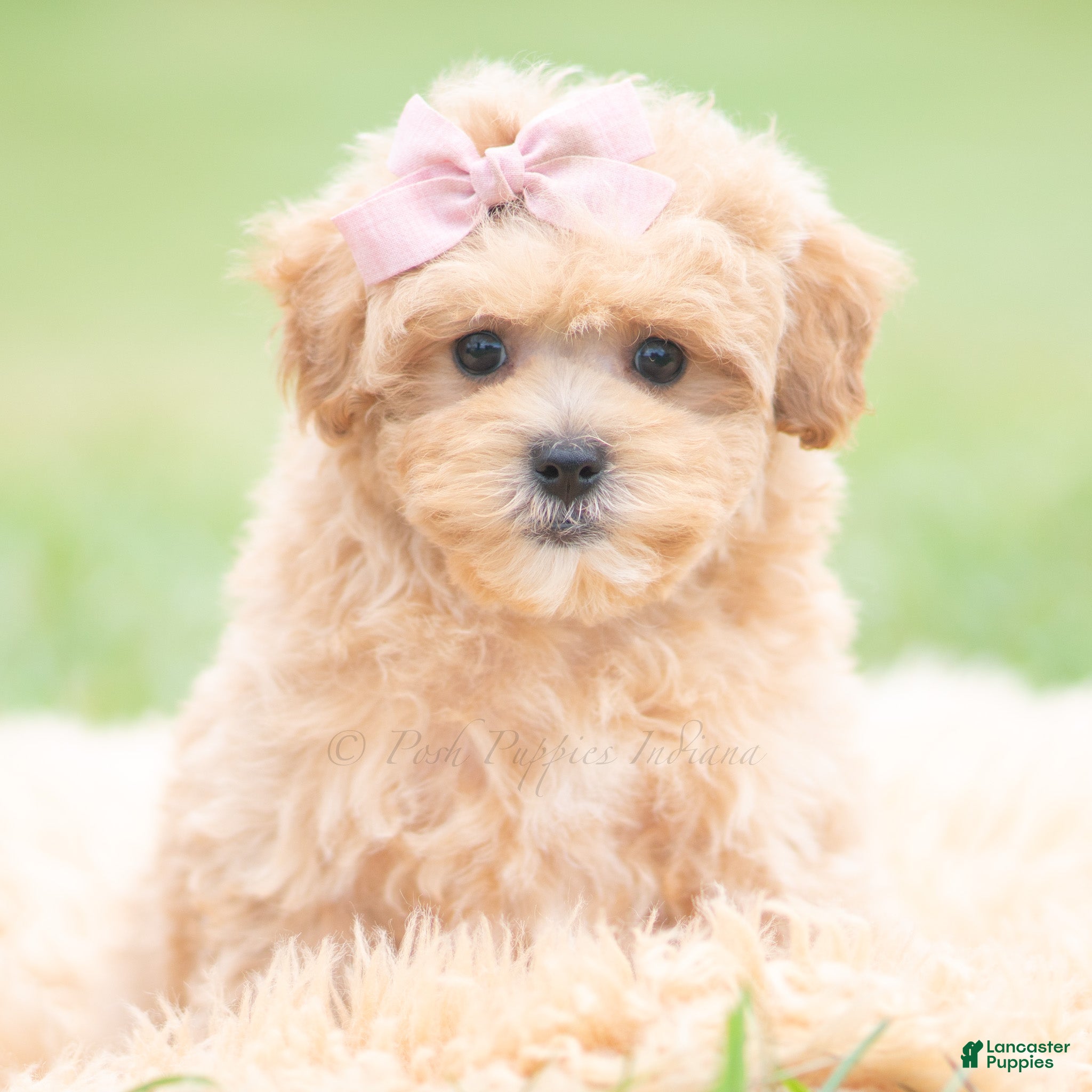 Cookie (Maltipoo, Female) in Warsaw, IN