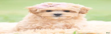 Cookie