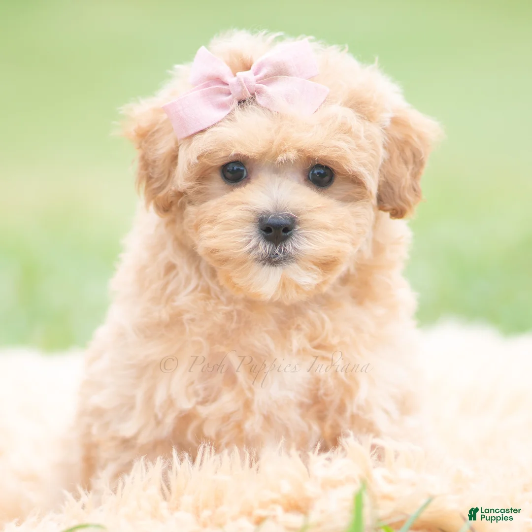 Maltipoo dogs for sale: Cookie - Ad 1