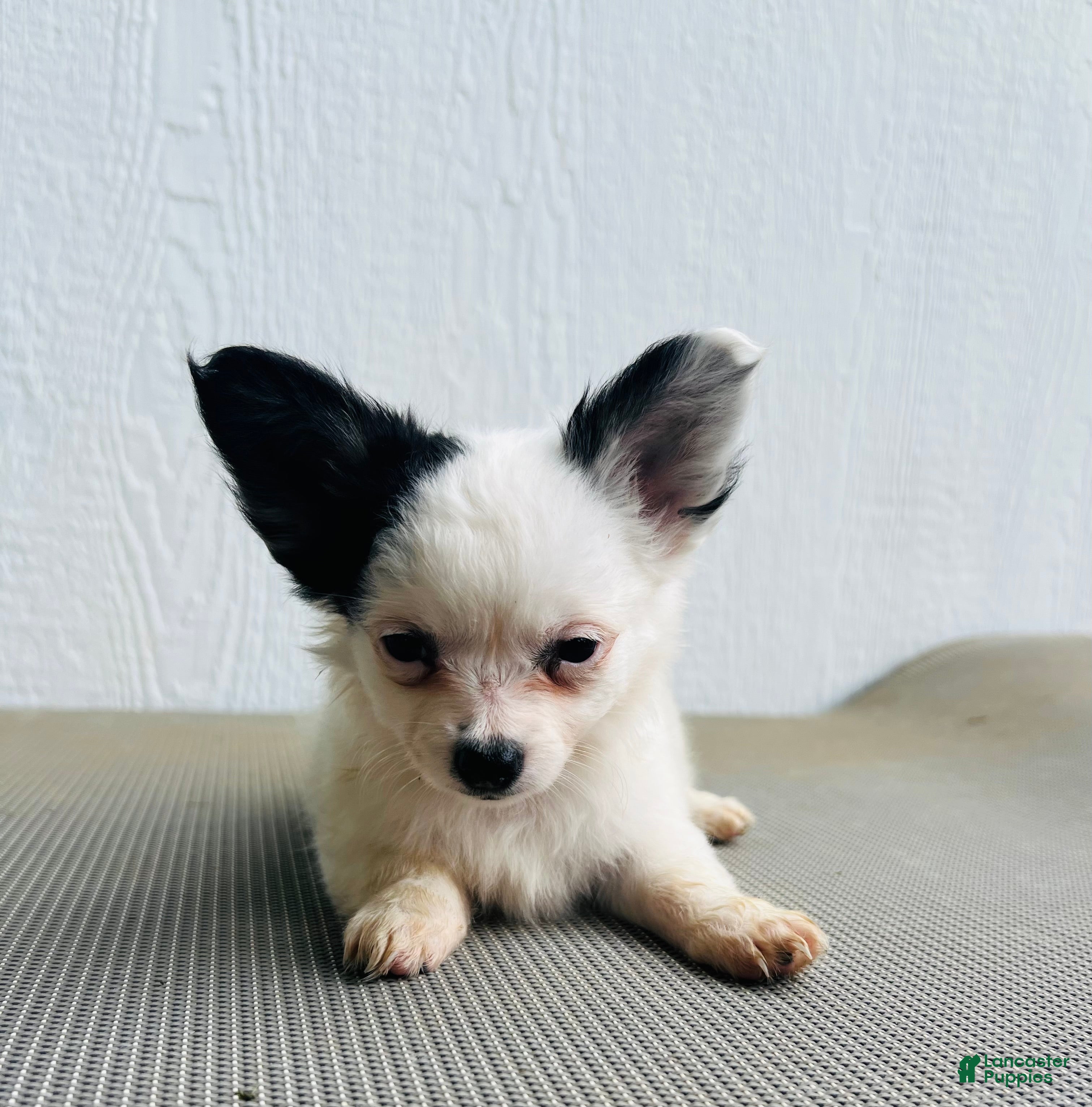 Papillon dogs for sale: Simba - Ad 3