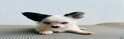 Papillon dogs for sale: Simba - Ad 1