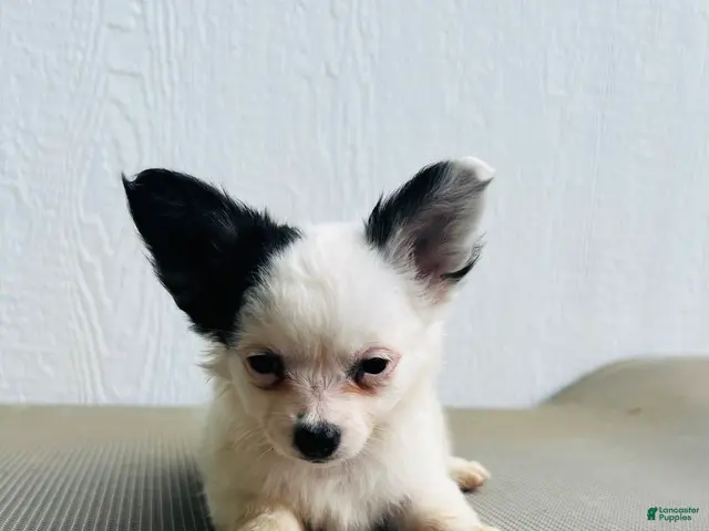 Papillon dogs for sale: Simba - Ad 1