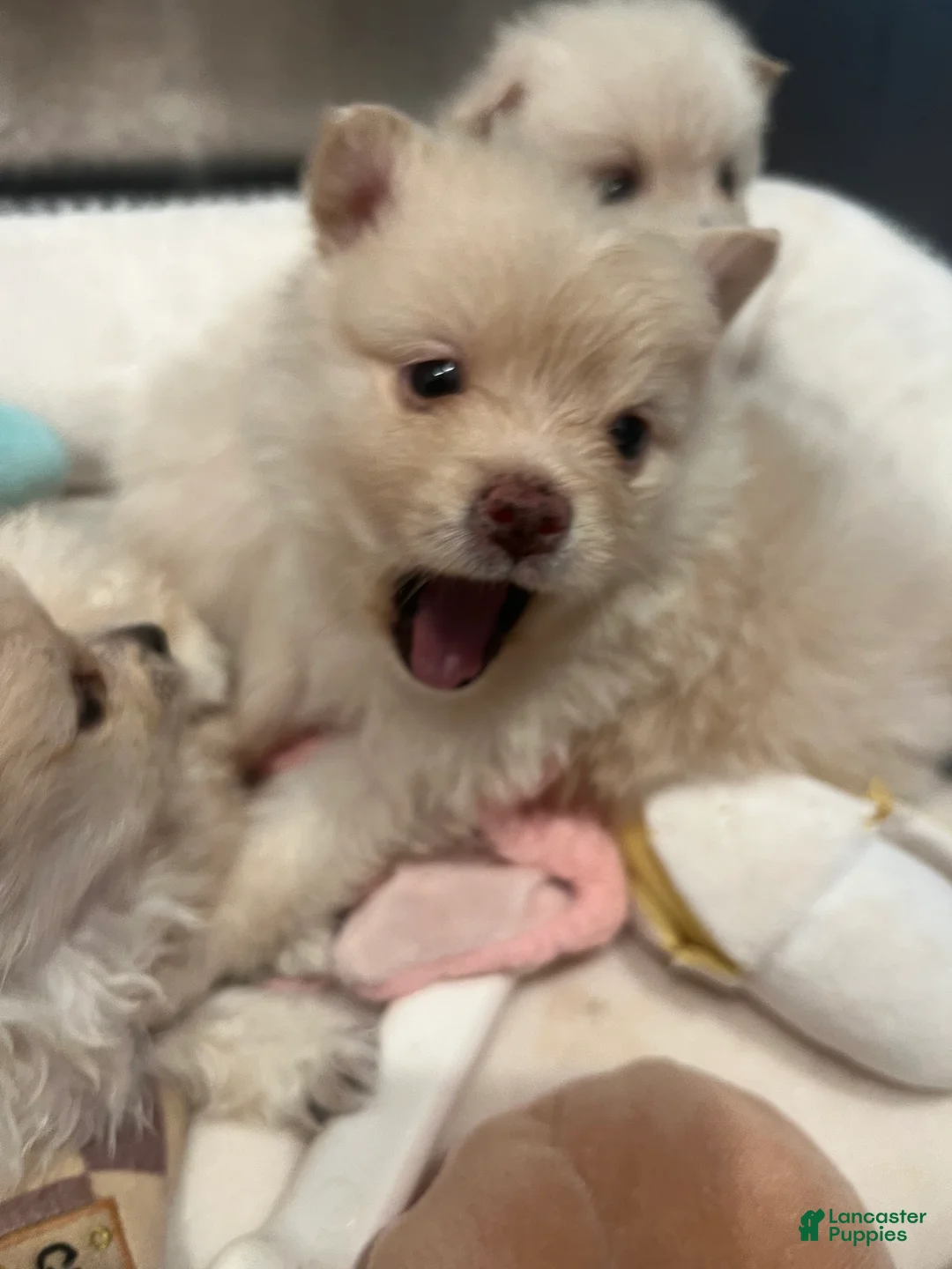 Pomeranian dogs for sale: Pomeranian Puppy 1 - Ad 2